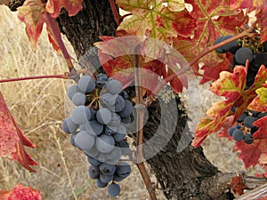 Grapes remaining after the harvest