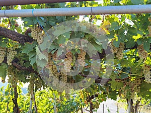 Grapes ripe and leaves in vineyard autumn season in zitsa village greece