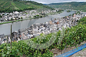 Grapes ripe for picking and river scene at Zell Mosel