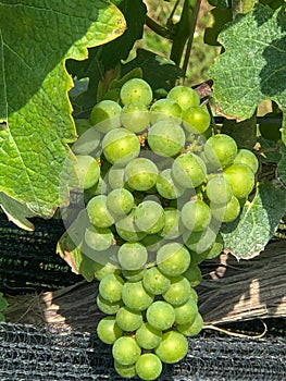 Grapes Ripen in the Afternoon Sun in a Vineyard in Loudon County, Virginia