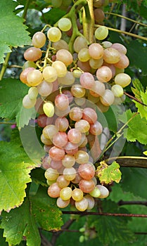 Grapes ripen on the branch of the bush