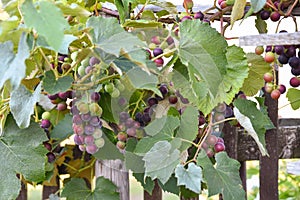 Grapes ripen on the vine