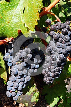 Grapes ripen on a vine in a vineyard photo