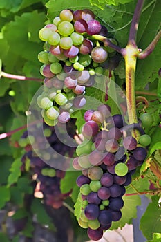 Grapes ripening