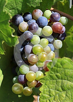 Grapes ripening on the vine