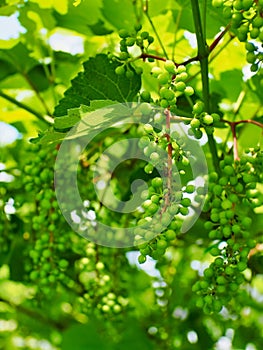 Grapes ripening on a vine
