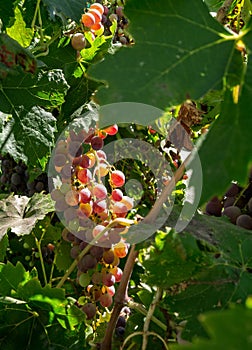 Grapes ripening on the vine