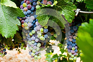 Grapes ripening on the vine