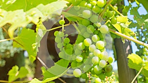 grapes ripening in the vineyard