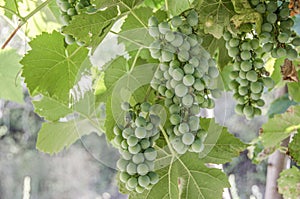Grapes Ripening â€“ Green grapes