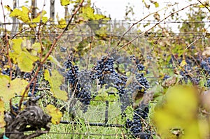 Grapes in a rowin a vineyard