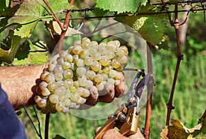 Grapes and secateurs in hands of farmer. Cuting a yellow-green bunch of grape in the sunny vine valley