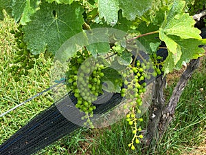 Grapes Set on the Vines in Early Summer in Loudon County, Virginia photo