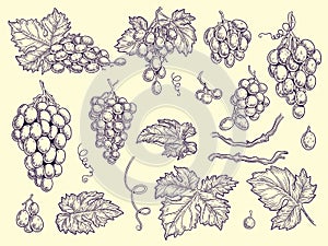 Grapes set. Vineyard collection wine grapes and leaves vector engraving graphic pictures for restaurant menu