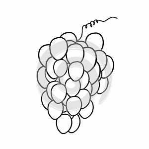 grapes sketch vector illustration Hand drawn image.