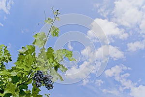 Grapes in the sky