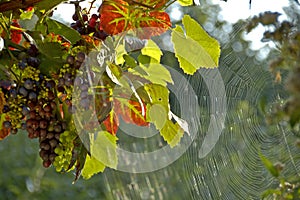 Grapes and spider web