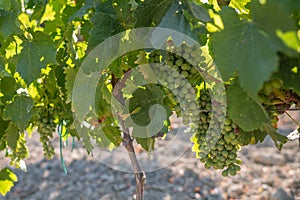 Vitis vinifera in Corsica photo