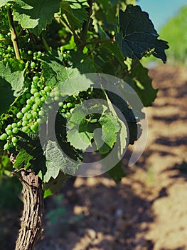 the grapes are still growing in the vines together for harvest