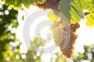 Grapes in Sunlight