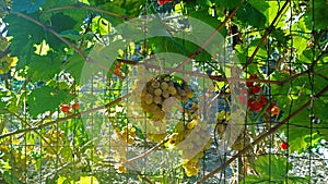 Grapes and tomatoes in Sunny weather