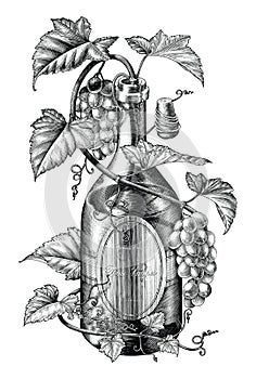 Grapes twing in wine bottle illustration black and white clip art,The concept of wine grapes banding