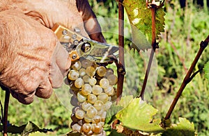 Grapes under secateurs in hand of farmer. Cuting a yellow-green bunch of grape in the sunny vine valley