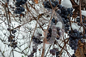 grapes under the snow, frosts spoiled the grapes and the vine