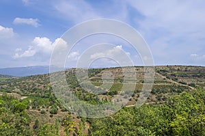 Grapes valley under a blue sky with white clouds