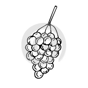 Grapes vector illustration, hand drawing doodle