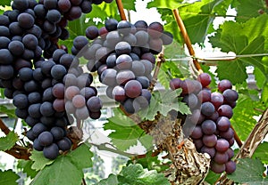 Uvas sobre el enredadera 