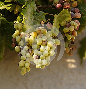 Grapes on the vine