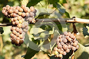 Grapes on vine