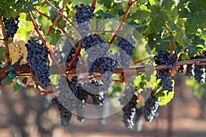 Grapes on a vine