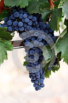 Grapes on a vine