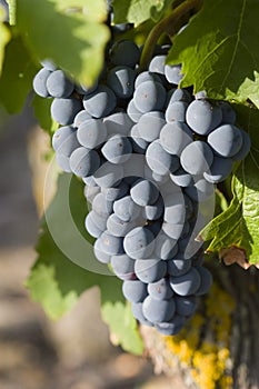 Grapes on the vine