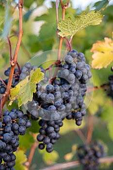 Grapes on the vine