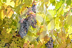 Grapes on the Vine