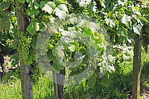 Grapes on the Vine