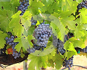 Grapes on the vine