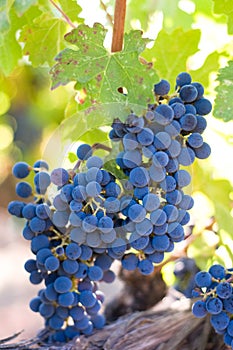 Grapes on the vine