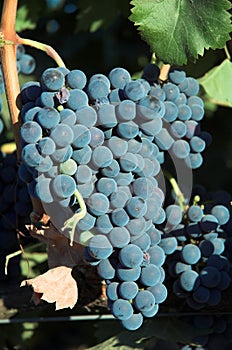 Grapes on the vine