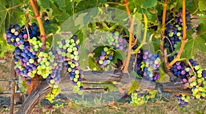 Grapes on the vine