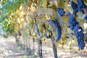 Grapes on the Vine