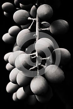 Grapes for a sour day