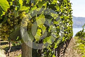 Grapes on the Vine Closeup