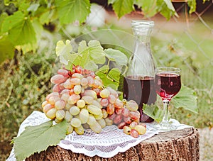 Grapes on vine with decanter and glass of red wine, set outdoors near vineyard
