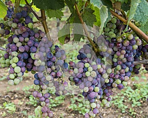 Grapes on the vine