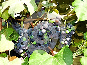 Grapes on vine in FingerLakes wine country