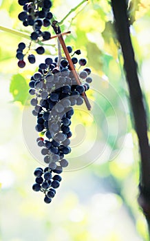 Grapes vine on garden